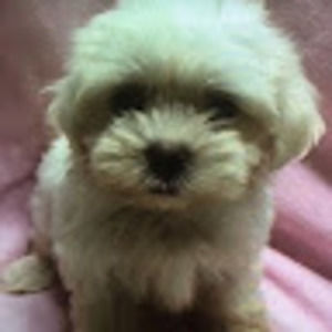 Meet your Posher, Shirlee